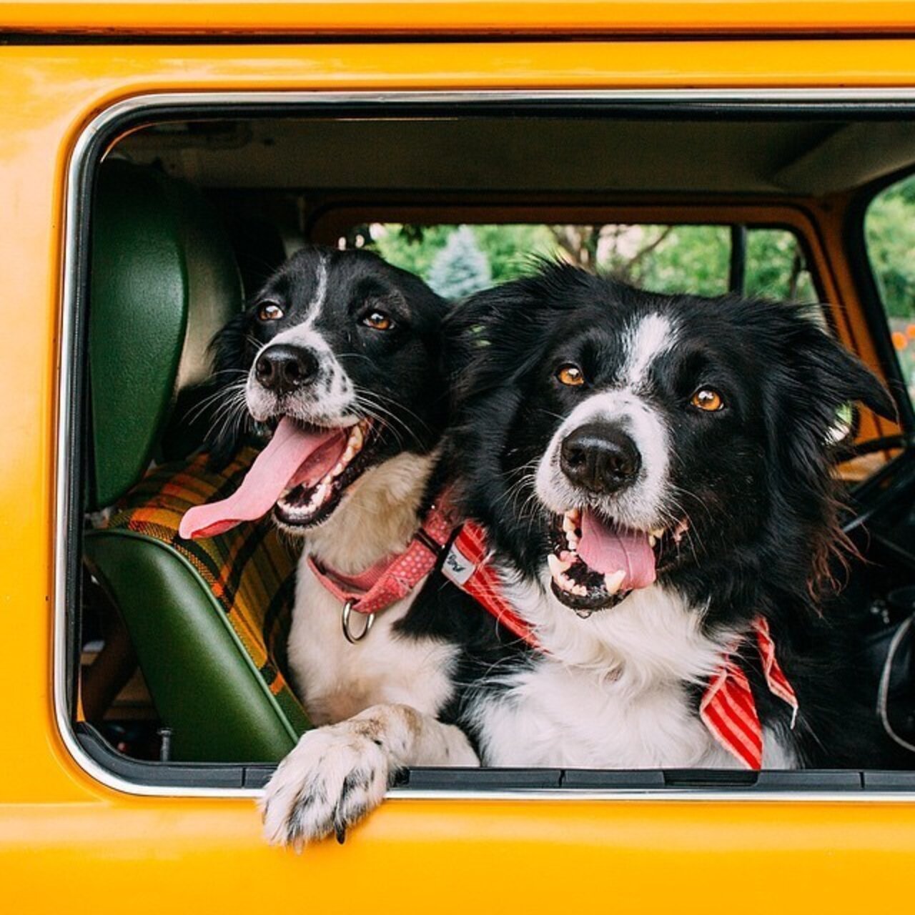 The Cutest Pet Friendships On Instagram The Dodo