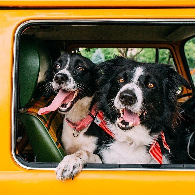 The Cutest Pet Friendships On Instagram The Dodo