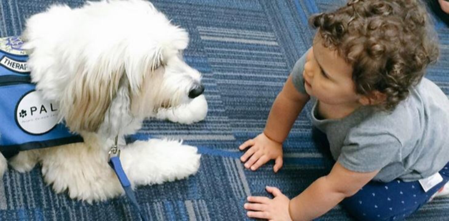 Airline Unleashes Hundreds Of Comfort Dogs On Stressed Holiday