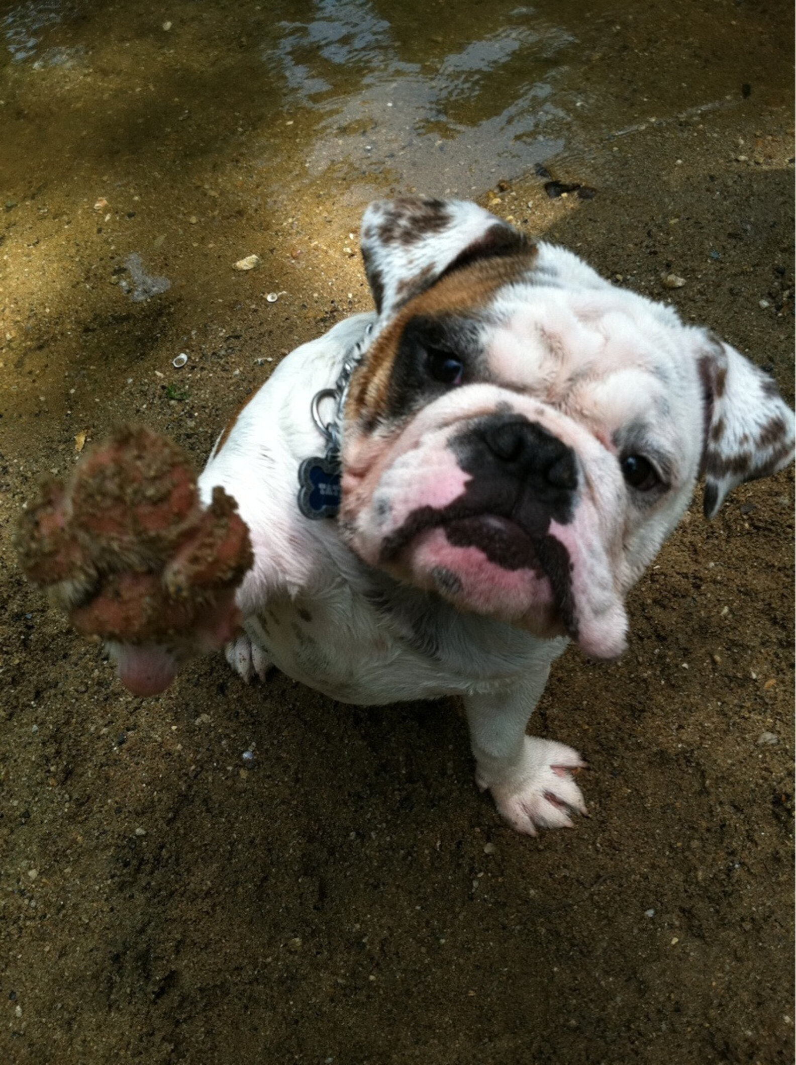 10 Dogs Who Are Ridiculously Good At Playing In The Mud The Dodo