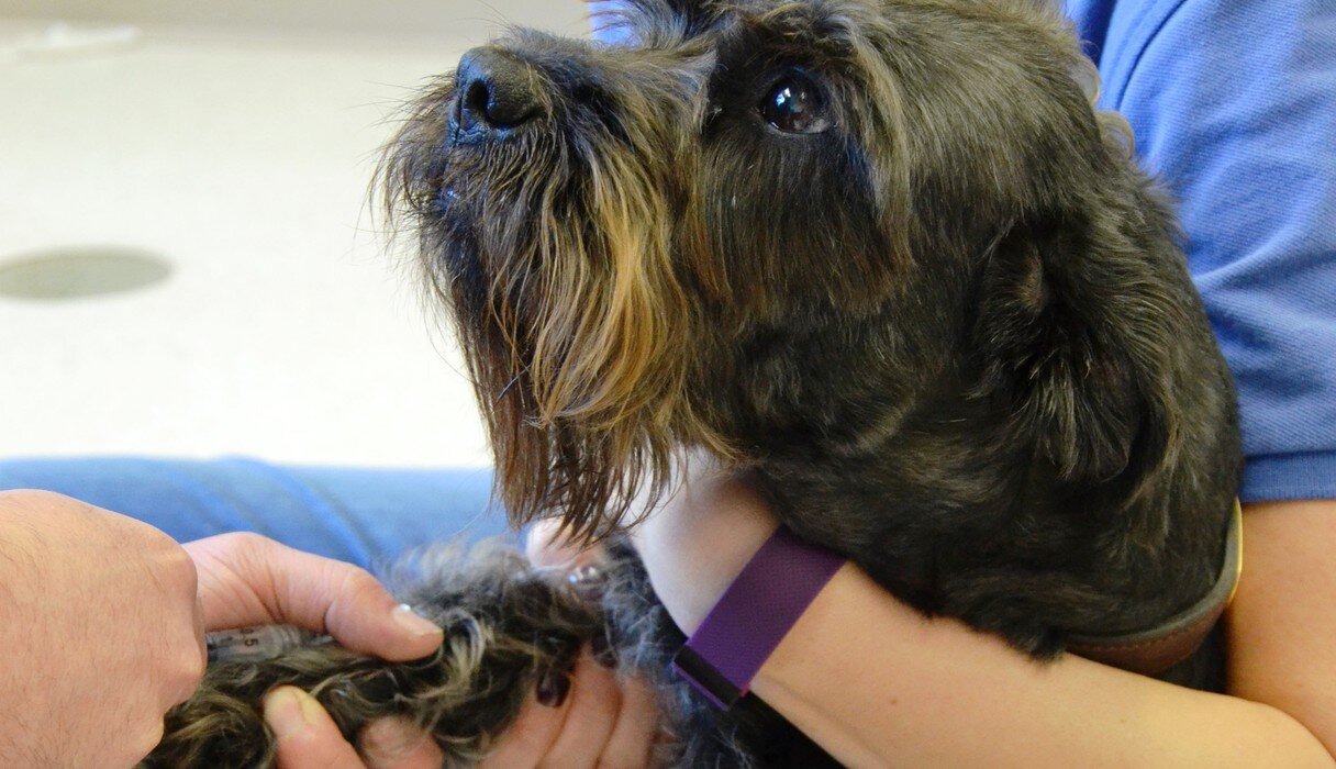 Rescue Dog Donates Blood So Kitten Can See Again The Dodo