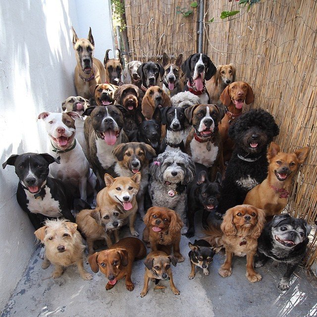 Glorious Group Photos Show The Happiest Pack Of Dogs In Town The Dodo