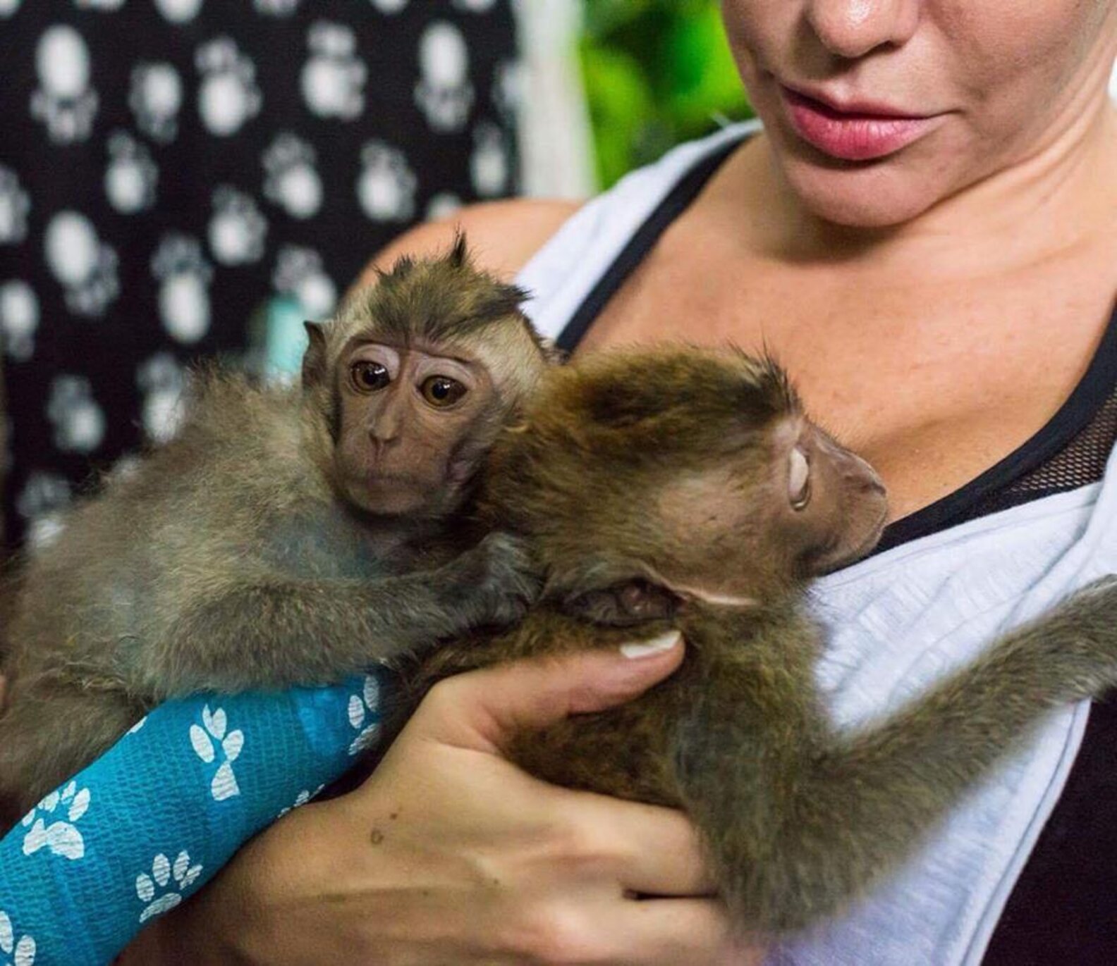 Baby Monkey Who Was Beaten By 'Owner' Can't Stop Hugging New Sister