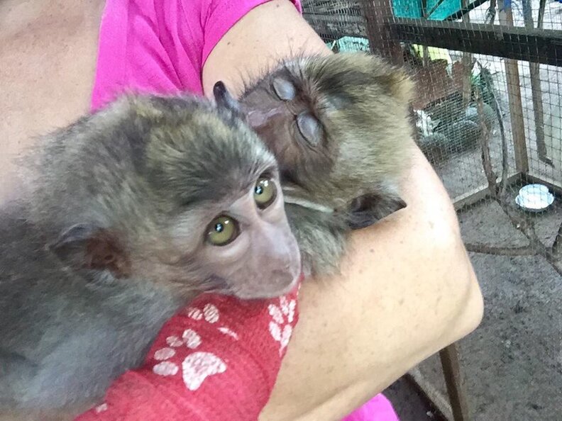Baby Monkey Who Was Beaten By 'Owner' Can't Stop Hugging New Sister