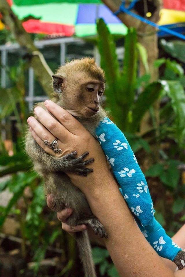 Baby Monkey Who Was Beaten By 'Owner' Can't Stop Hugging New Sister