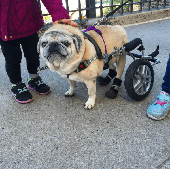 Senior Pug's Mom Loves Dressing Her Wheelchair Up The Dodo