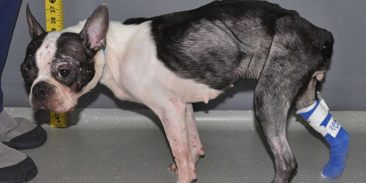 Rescue Dog Doesn't Look Like This Anymore The Dodo