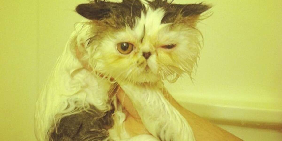 10 Cats Who Know That Baths Are Pure Evil The Dodo