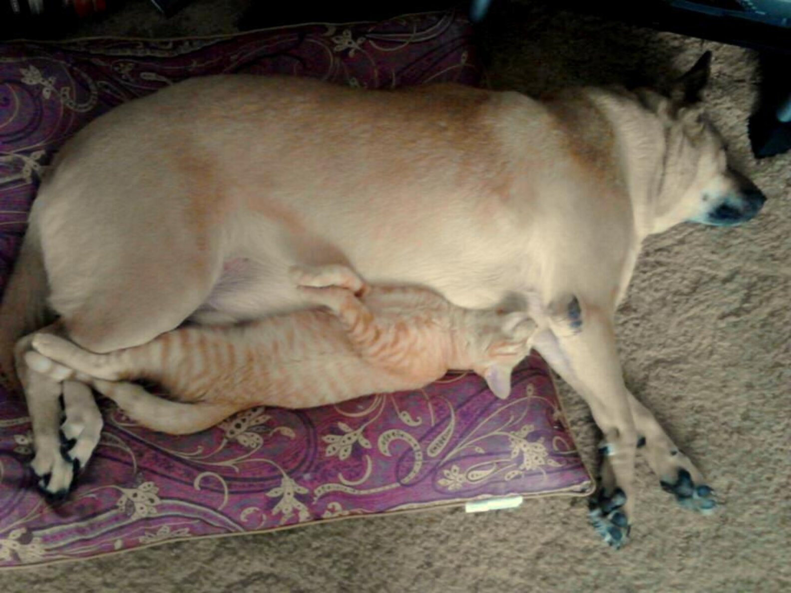 16 Cats And Dogs Who Look Like They Could Be Siblings The Dodo