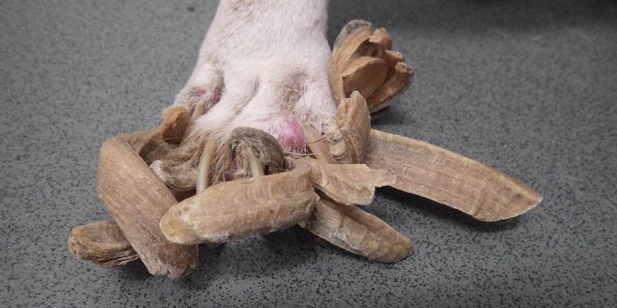 Dog's Owners Watched As Her Toenails Got This Long The Dodo