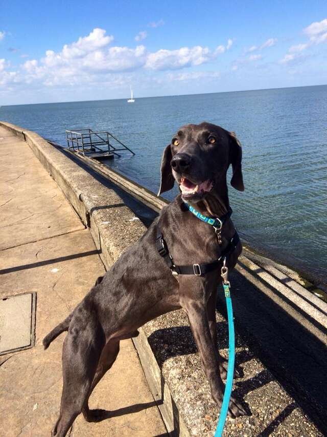 Dog Who Tried Surviving On Sticks And Stones Makes Dramatic