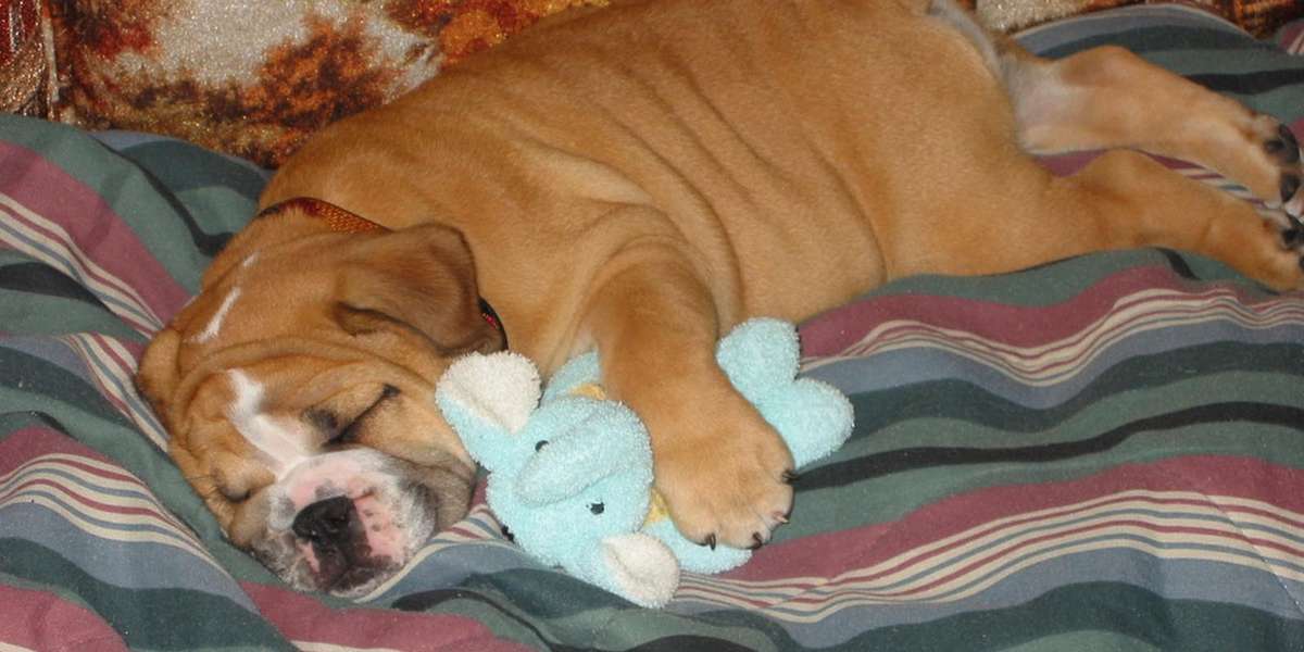 Why Do Dogs Make Weird Noises When They Dream? The Dodo