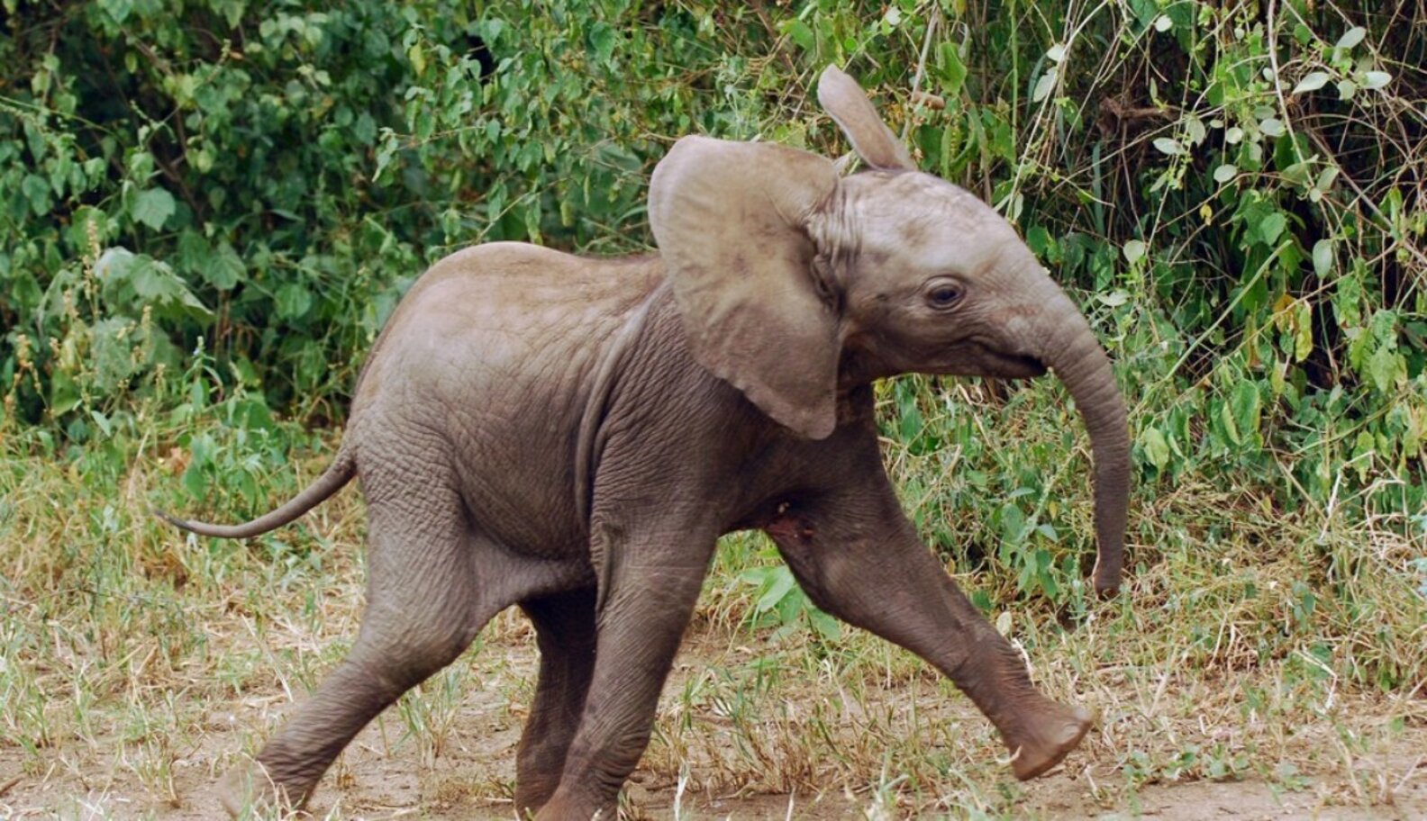 Take a Walk in My Shoes For the Elephants The Dodo