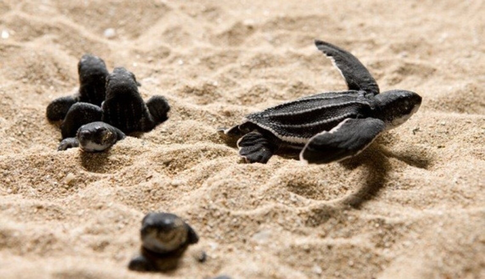 World Sea Turtle Day Spotlight Five Ways to Help Sea
