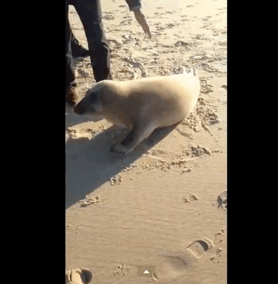 Friendly Seal Befriends, Cuddles Yellow Lab The Dodo