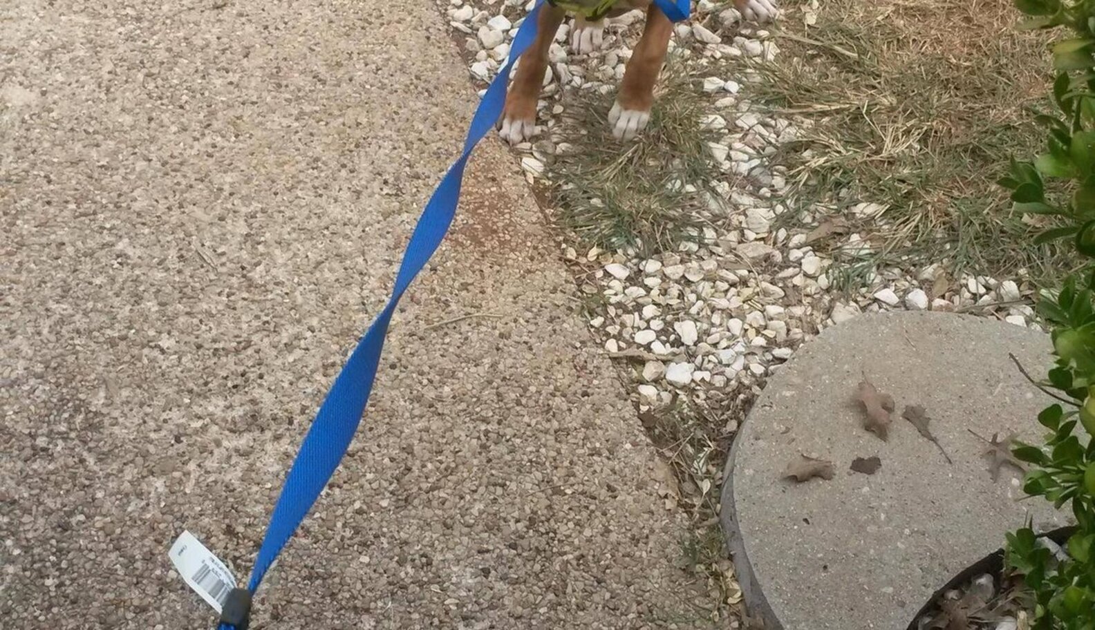 9 Dogs Who Can Walk Themselves, Thank You Very Much The Dodo