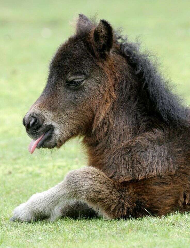 13 Mini Horses Who Hardly Even Look Real The Dodo