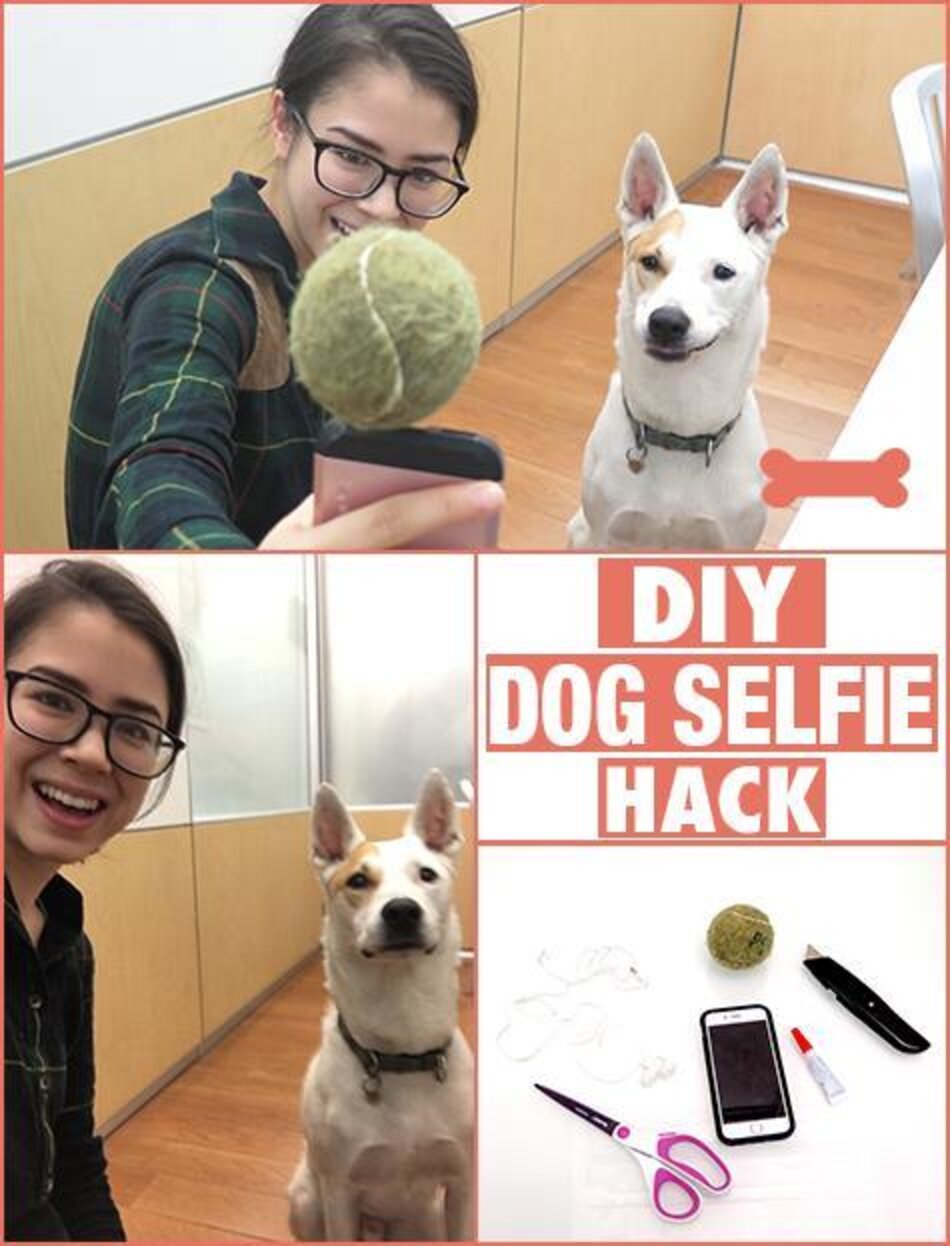 How To Get The Perfect Selfie With Your Dog The Dodo