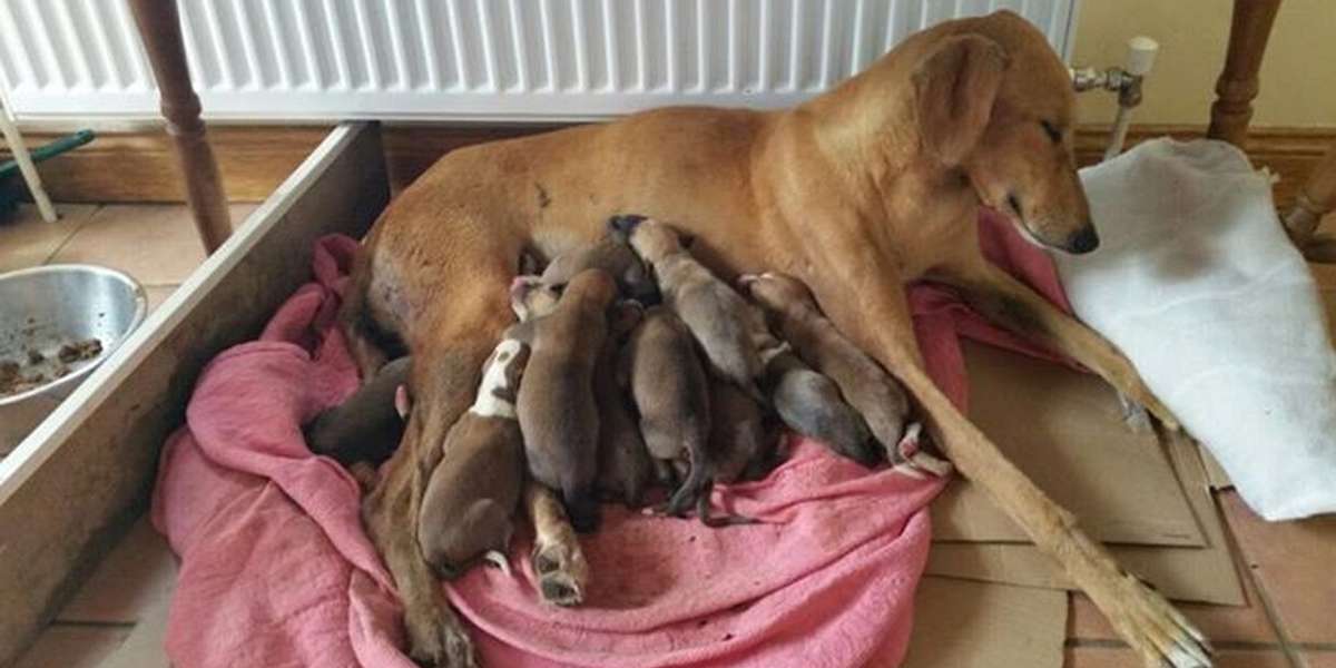 What Food Should I Feed My Dog After Giving Birth riley