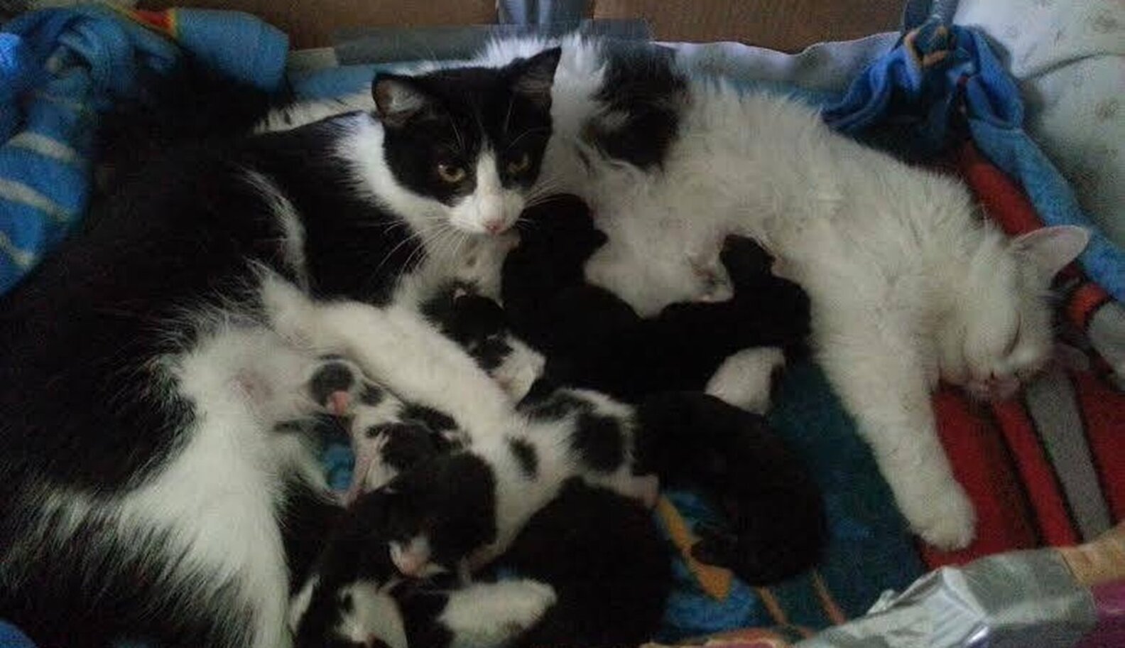 Shelter Cat Sisters Share Parenting Duties For All 12 Of Their Kittens