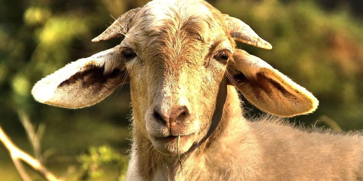 Goats Are Actually Quite Clever, Study Proves The Dodo