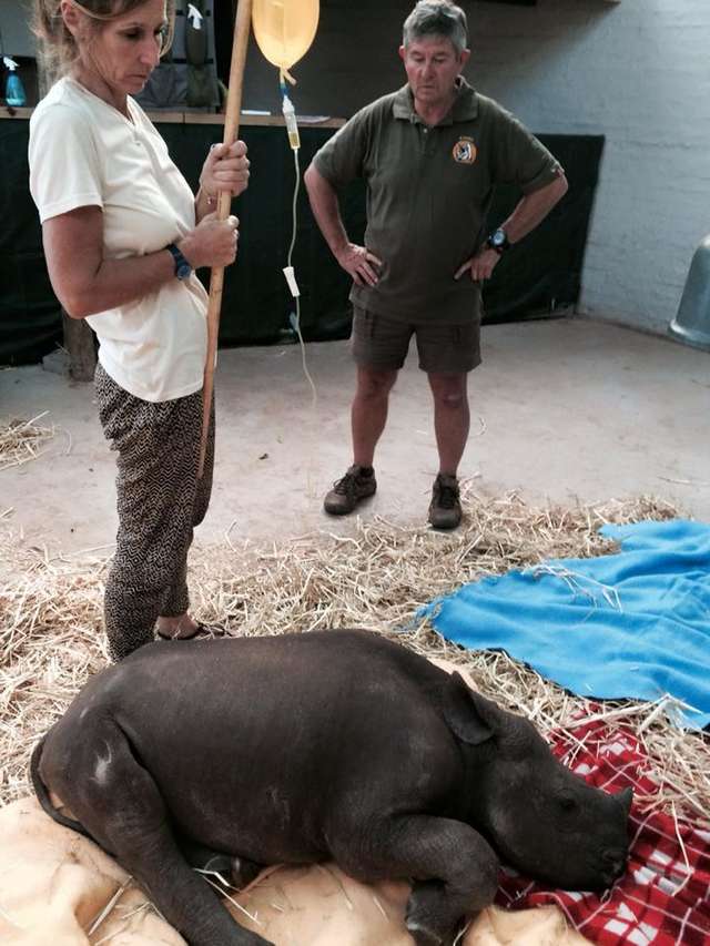People Are Knitting Blankets To Keep Baby Rhinos Warm The Dodo