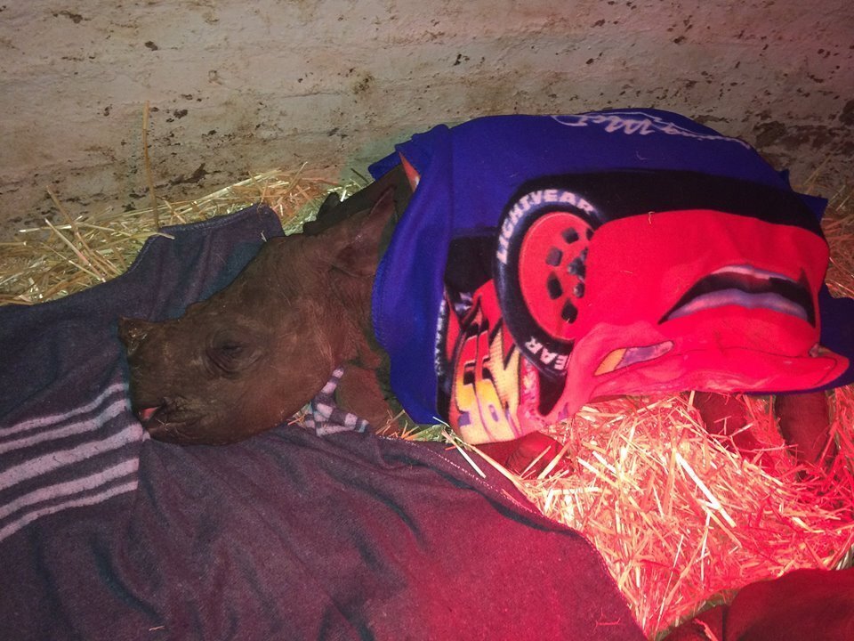 People Are Knitting Blankets To Keep Baby Rhinos Warm The Dodo