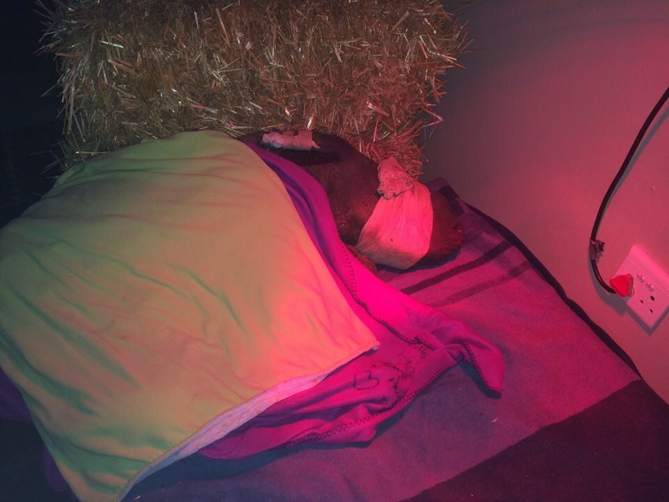 People Are Knitting Blankets To Keep Baby Rhinos Warm The Dodo