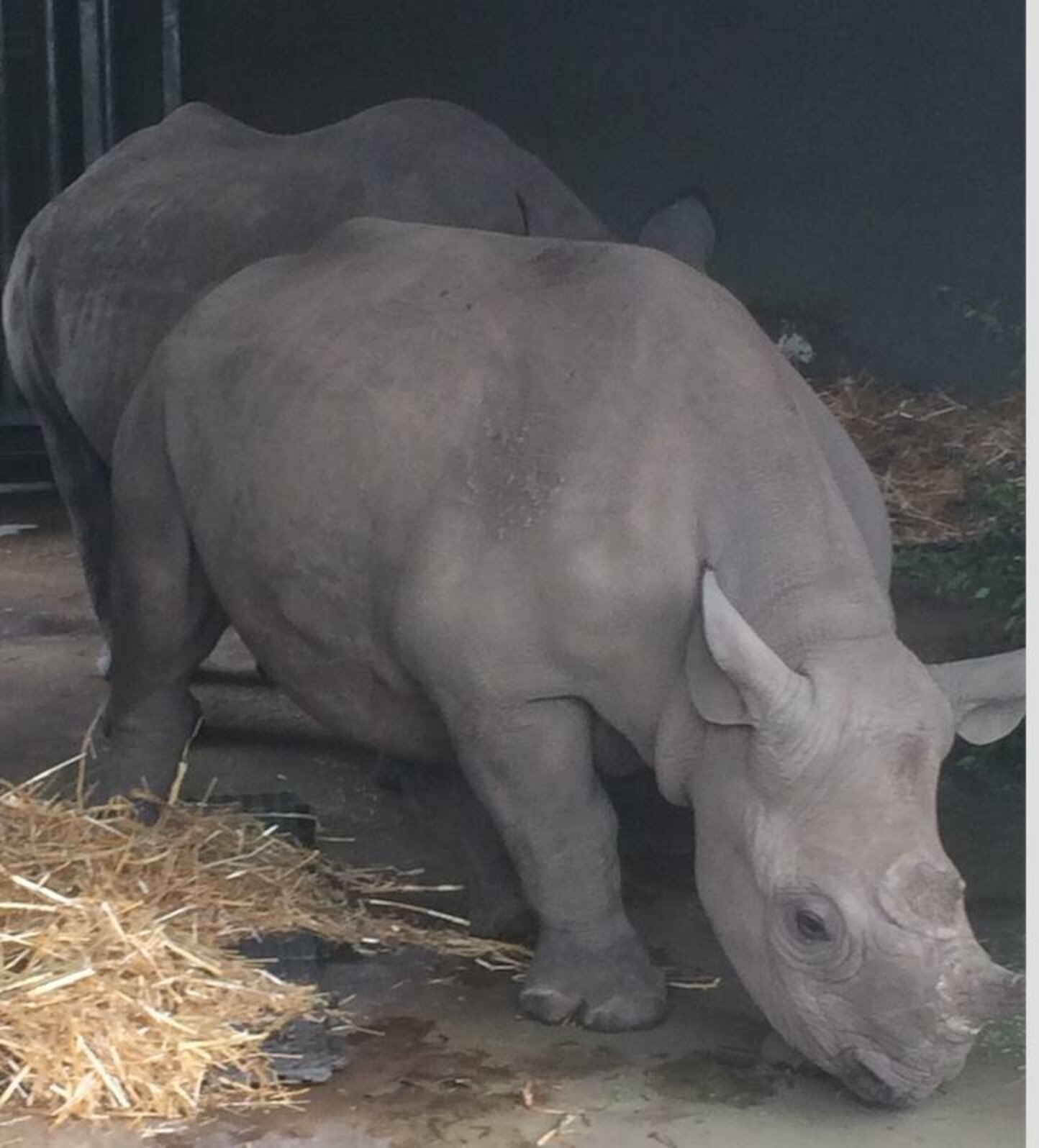 People Are Knitting Blankets To Keep Baby Rhinos Warm The Dodo