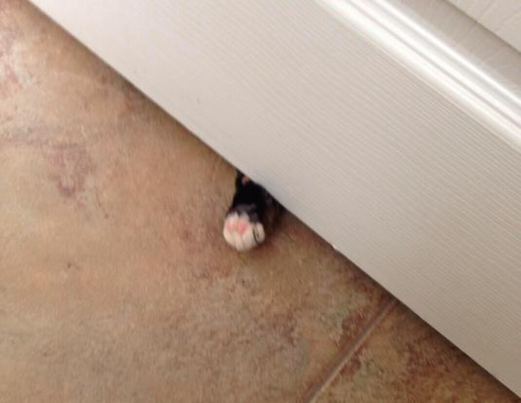 17 Pets Who Just Wanna Hold Your Hand The Dodo