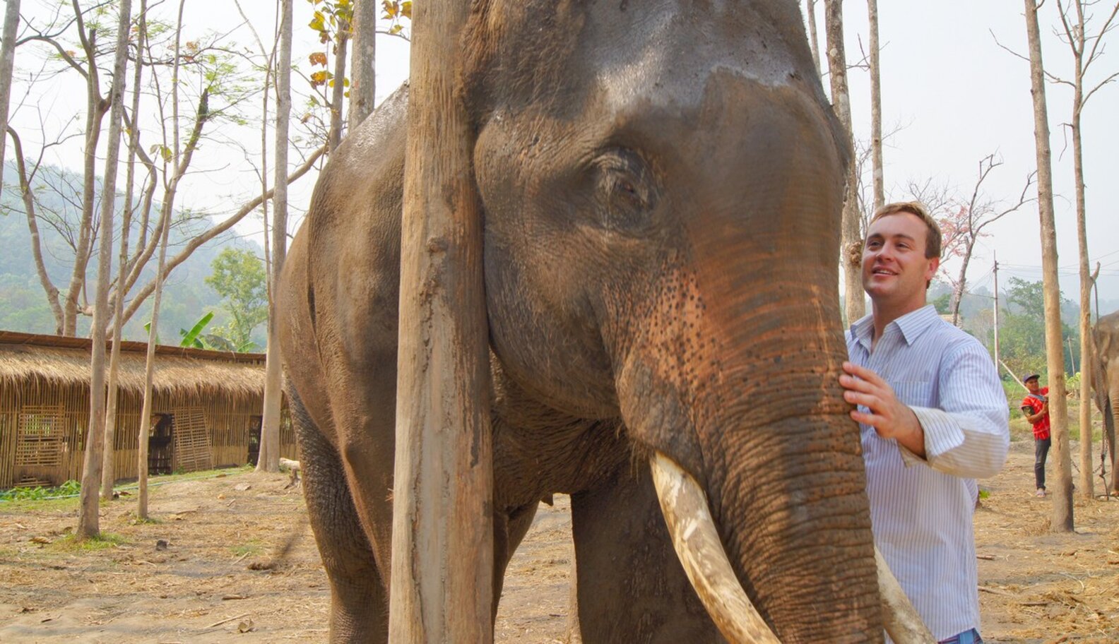 Elephants And Humans Share A Unique Biological Connection The Dodo