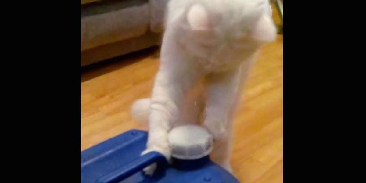 Clever Cat Opens Milk Jug All By Himself The Dodo