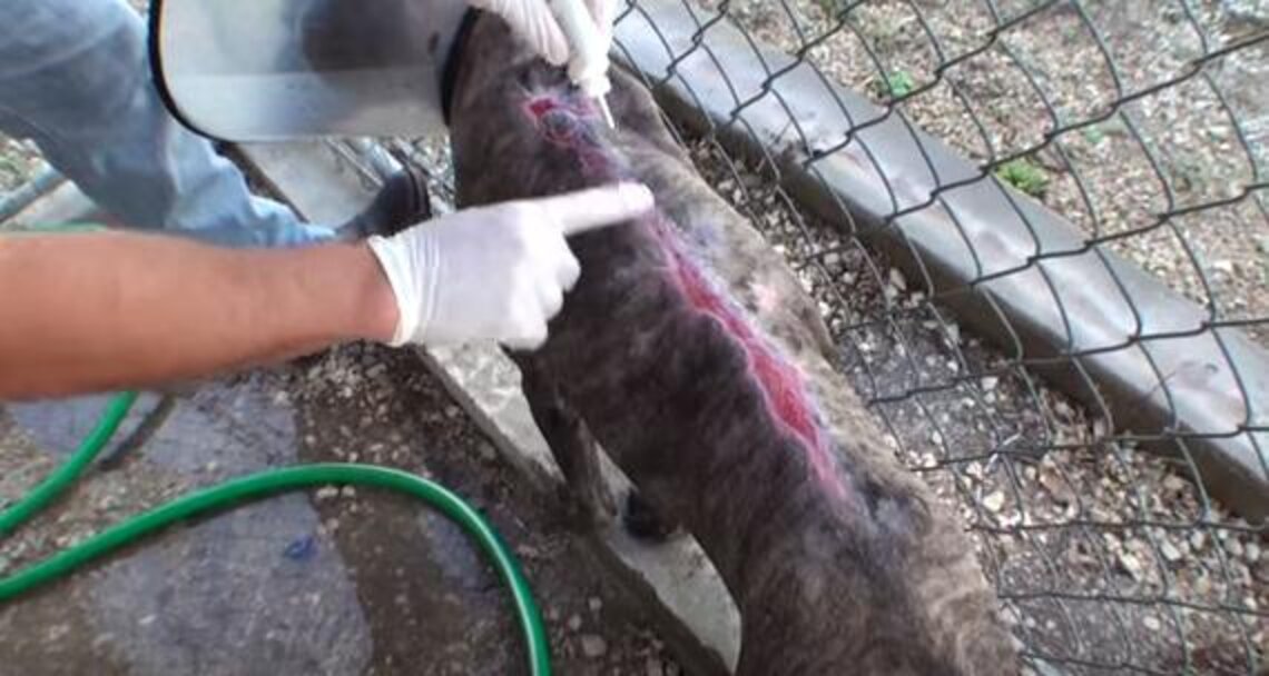 Dog Burned All Over By Owners Who Poured Gasoline On Her The Dodo