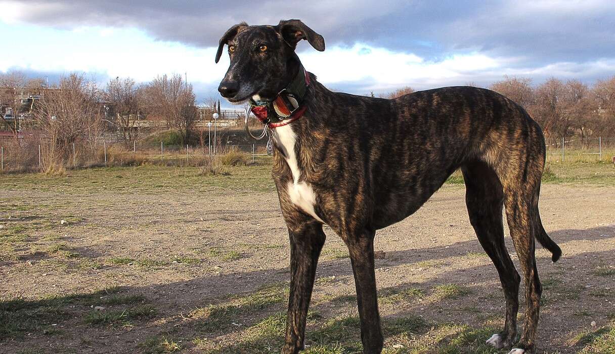 Tens Of Thousands Of Dogs Are Being Tortured For A Gruesome 'Tradition' - The Dodo