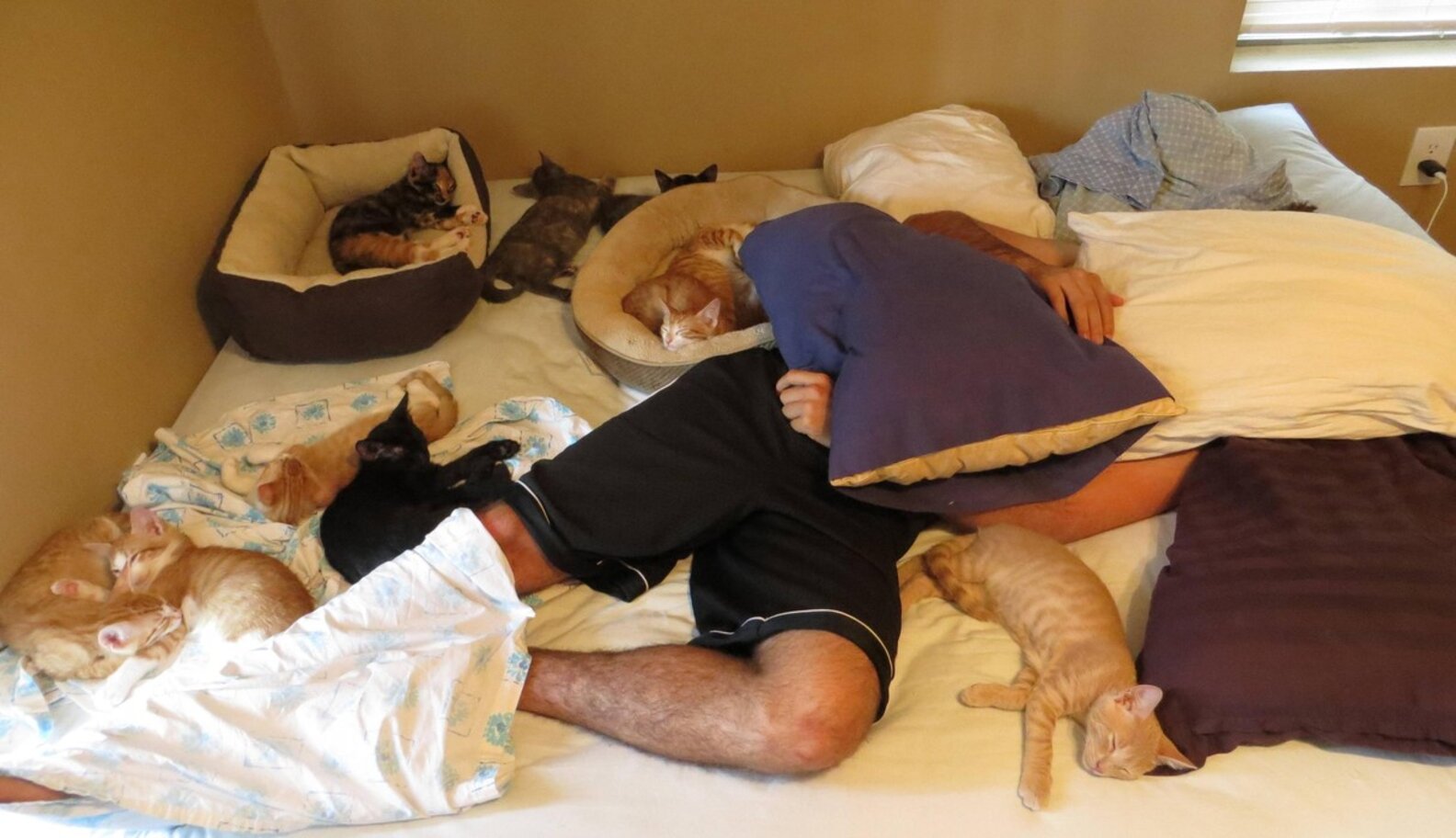 15 Families Who Are Suffering From Crowded Bed Syndrome The Dodo