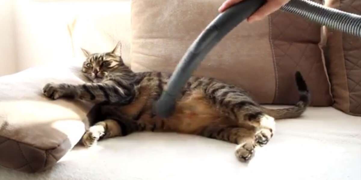 Lazy Cats Enjoy Being Pet, Groomed With Vacuum The Dodo
