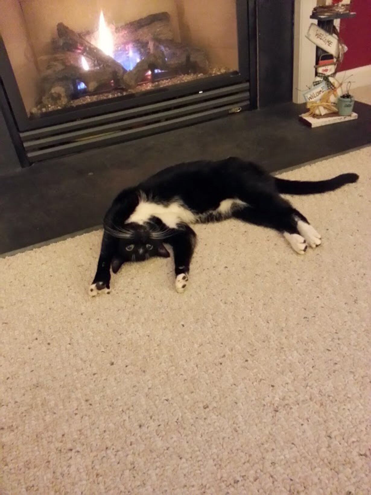 11 Pets Who Don't Want To Share The Heat With You The Dodo