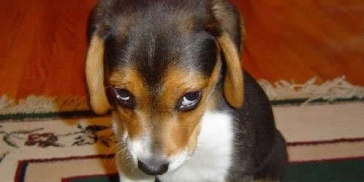 Think Your Dog Has A "Guilty" Look? Think Again The Dodo