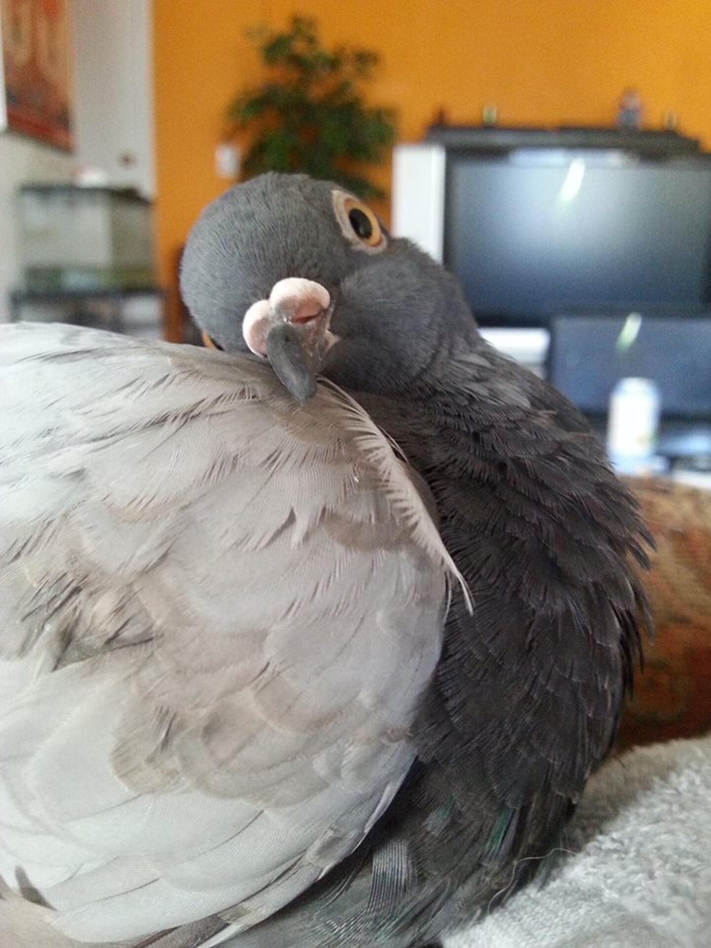 Pigeon Is Obsessed With His New Cat Brother The Dodo