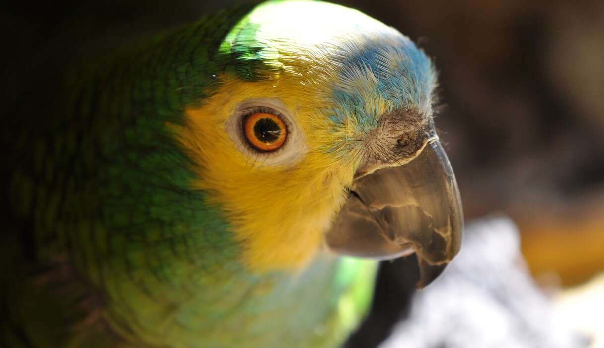 Talking Parrot In India Helps Police Find Owner Neelam Sharmas