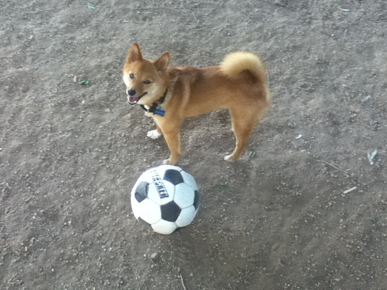 What Your Dog's Name Says About You The Dodo