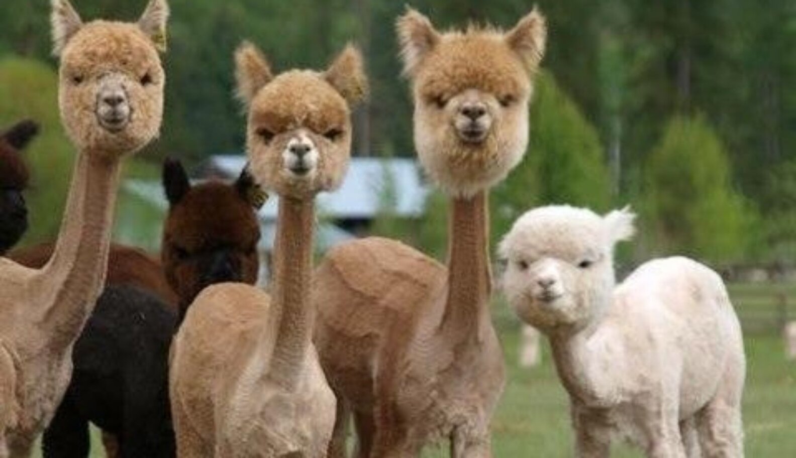 Here Are 12 Shaved Alpacas That Will Change The Way You Look At The