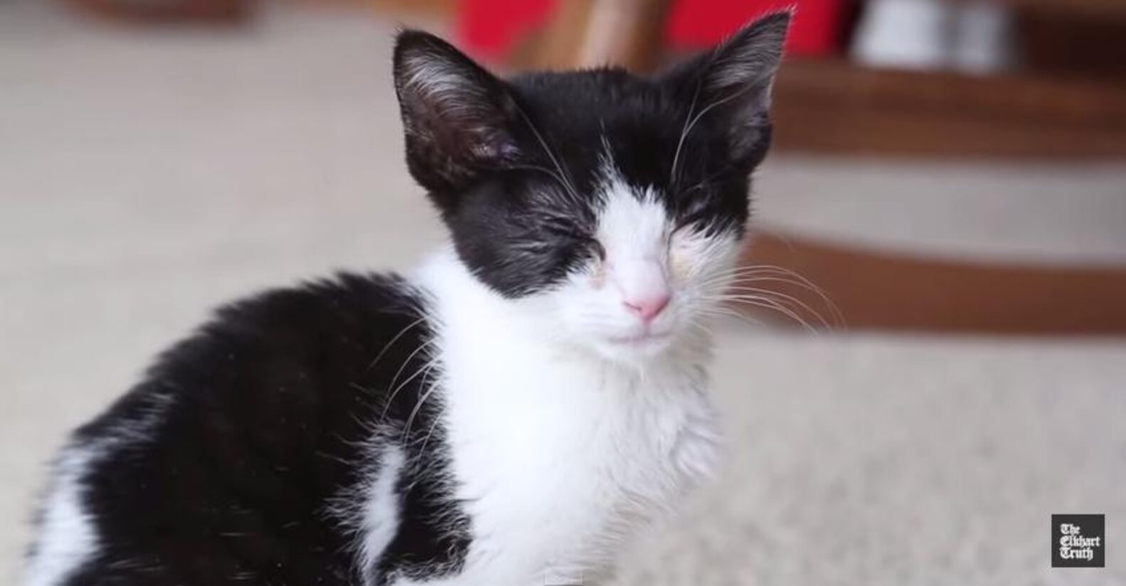 Tiny Kitten Abandoned In Mailbox A Very Special Delivery The Dodo