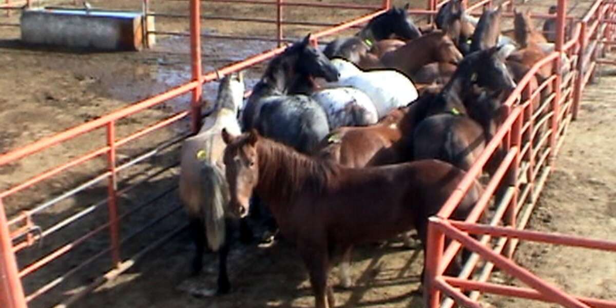Huge Blow To US Horse Slaughter As EU Suspends Imports Of Mexican
