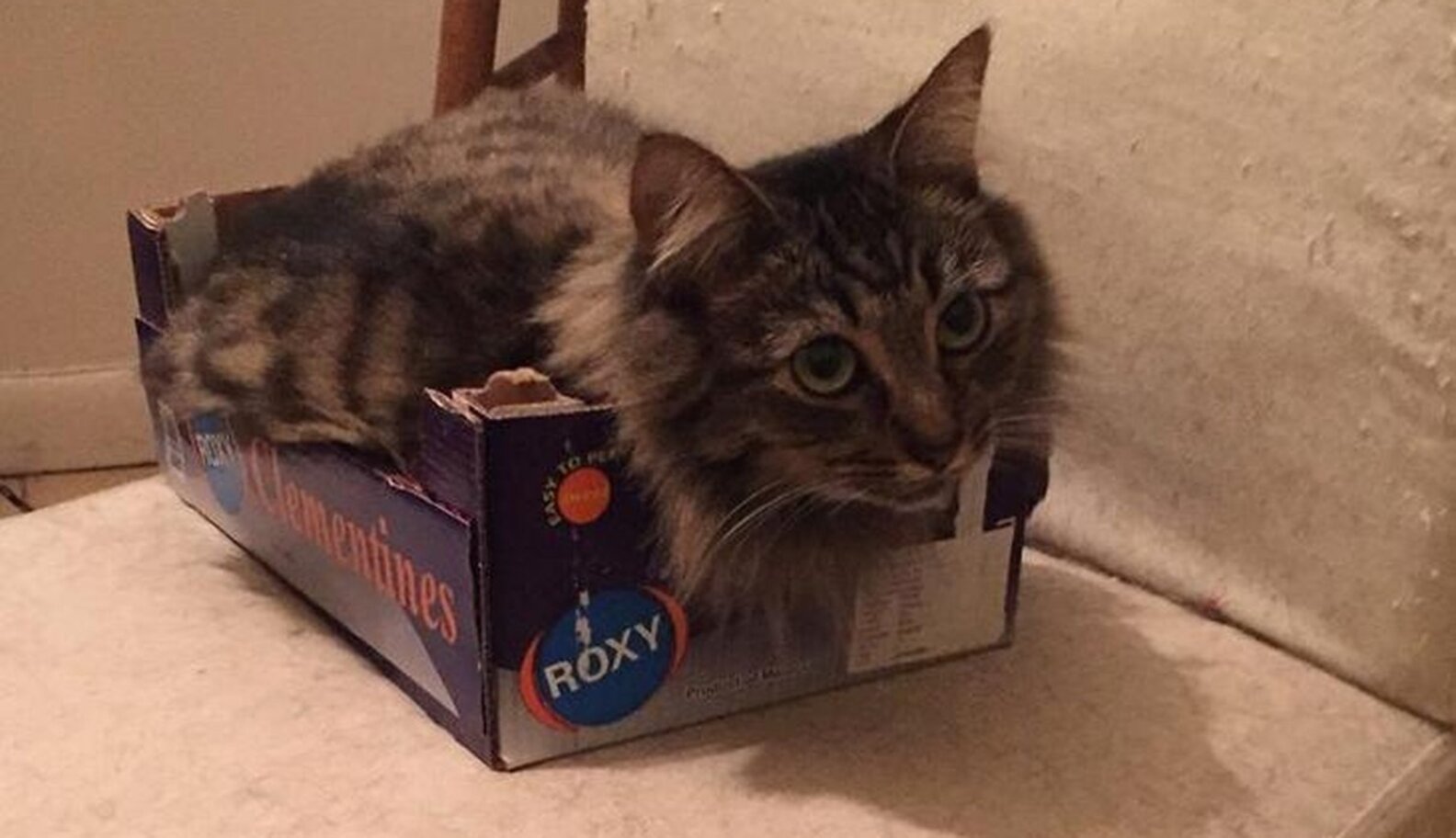 9 Cats Who Are SO Over Cardboard Boxes The Dodo