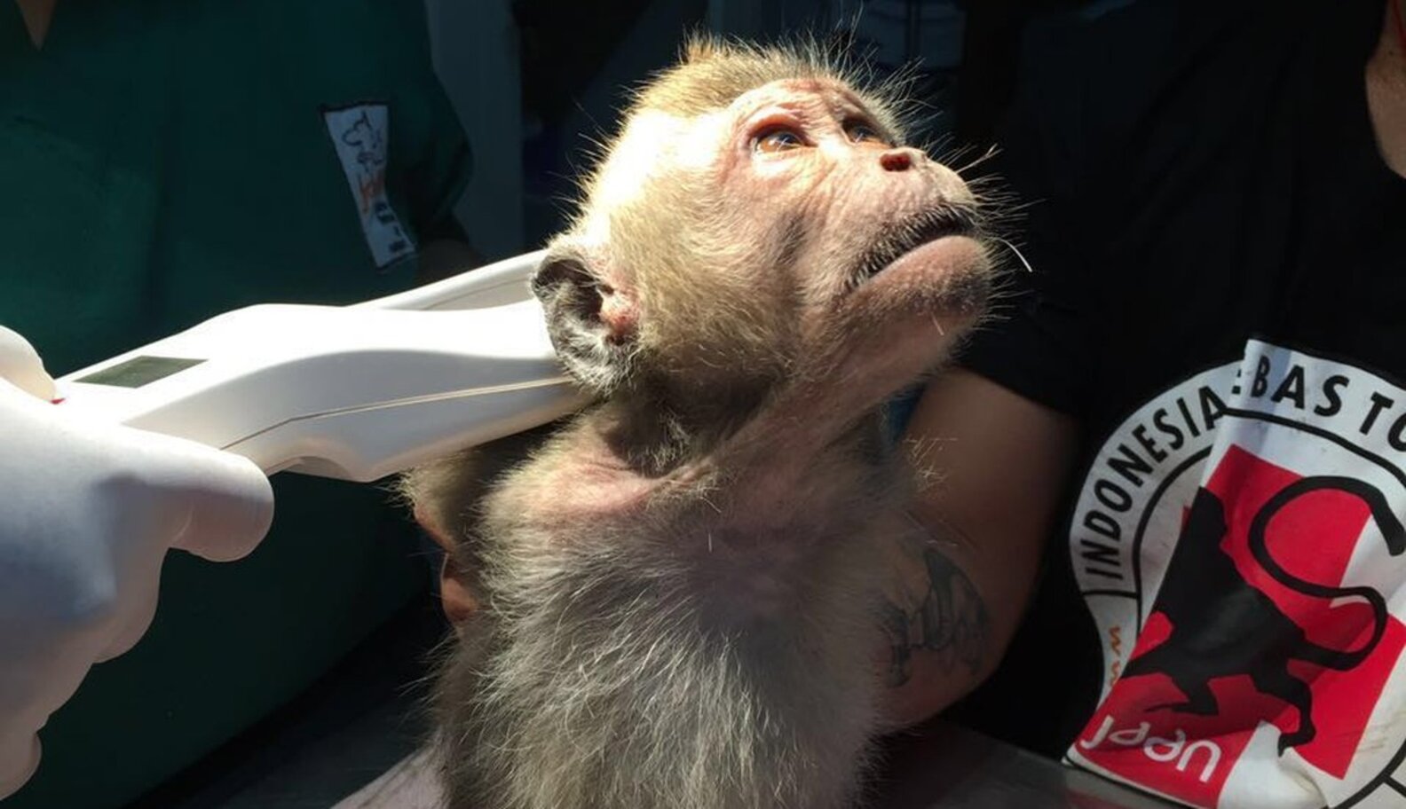 Baby Monkey Forced To 'Dance' For Tourists Is Finally Freed The Dodo