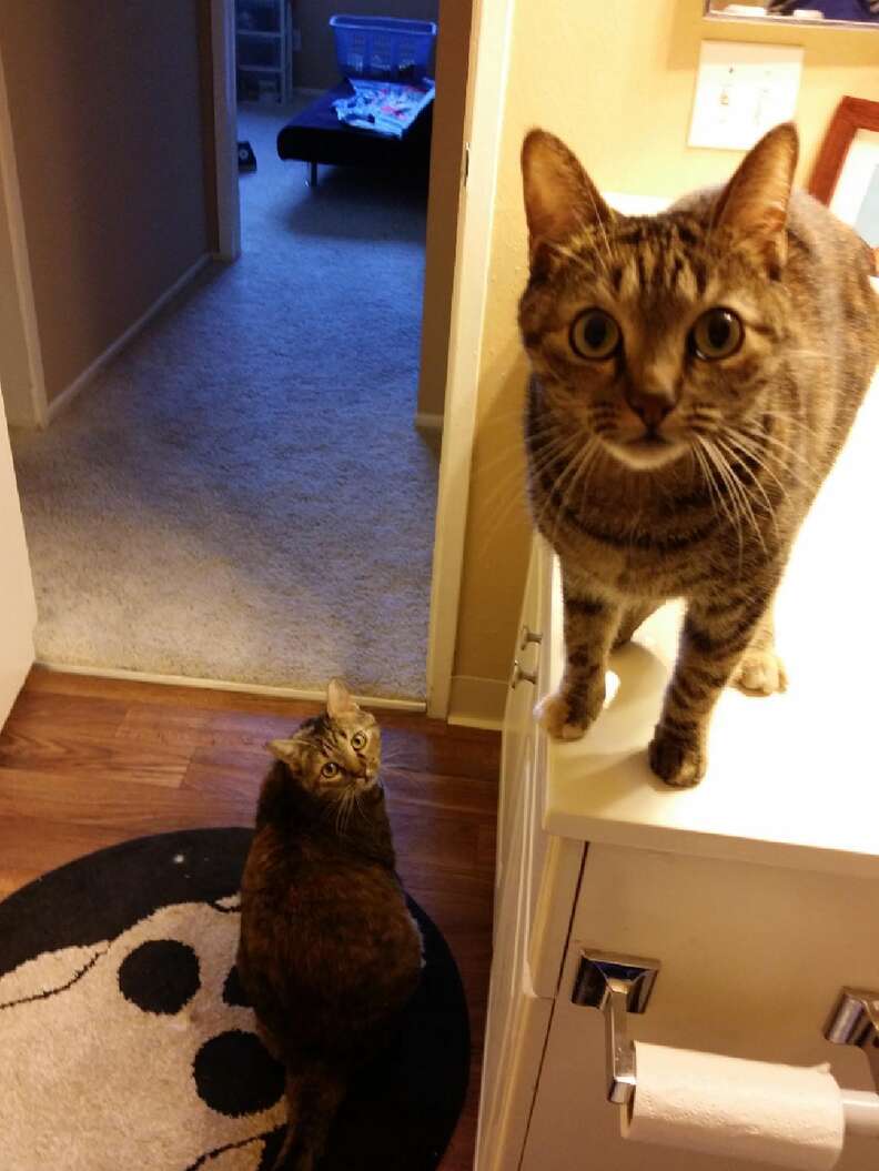 How To Get Your Dog To Stop Eating Kitty Litter Already The Dodo