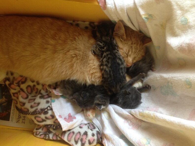 Male Cat Is Proud New Daddy Of Orphaned Kittens The Dodo