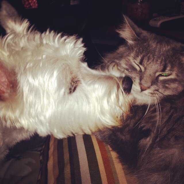 12 Dogs Who Are Smothering The Cat With Their Love The Dodo