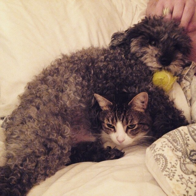 12 Dogs Who Are Smothering The Cat With Their Love The Dodo